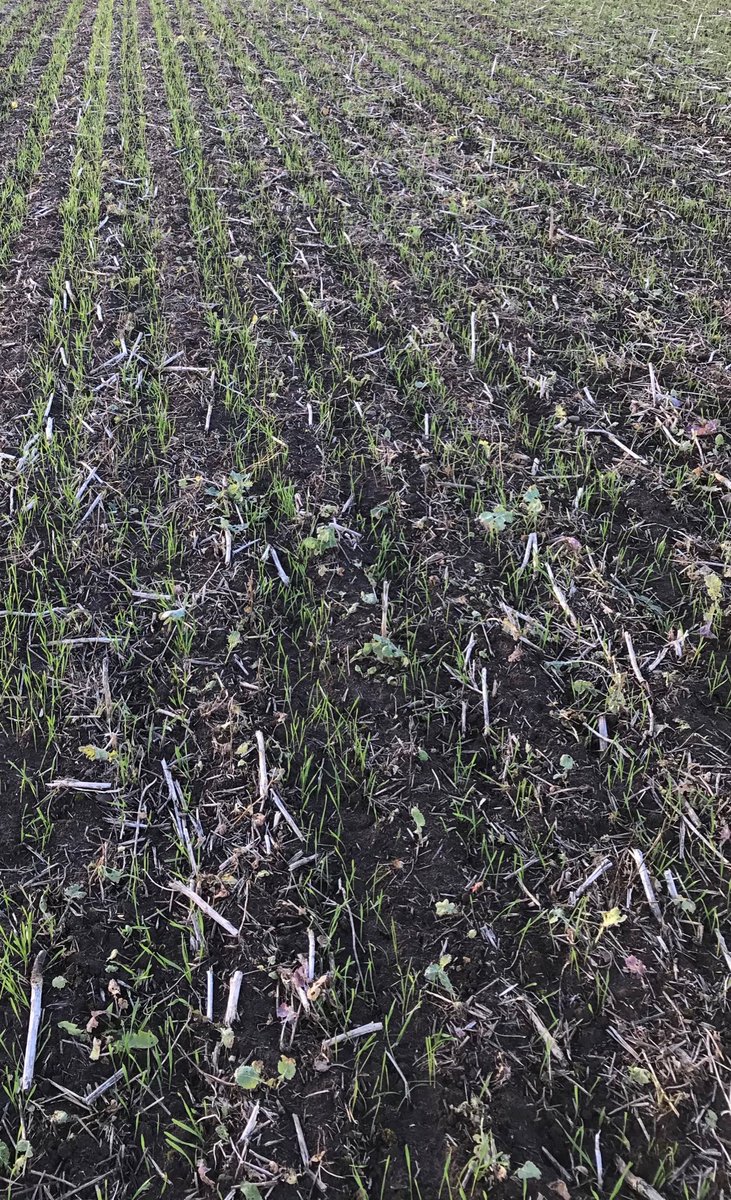 h44782880's tweet photo. Direct drilled wheat into osr stubble with @HORSCHUK sprinter using 5 inch @DutchOpeners easier going land though https://t.co/kMpz06jyFi
