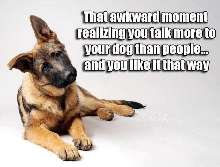 Dog Owners Worldwide tweet media