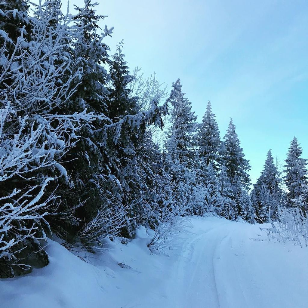 David_Roberts_'s tweet photo. ❄️ 🌲 Winter Wonderland 🌲 ❄️ https://t.co/QIXtxPoSdx https://t.co/t6J9asSwQY