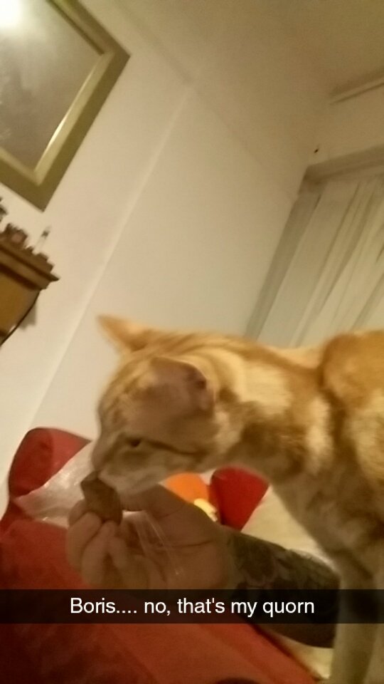 welshphotog's tweet photo. #pawsoff my #Food #cat 
You can't have any boris. https://t.co/EpI5GN0d0v