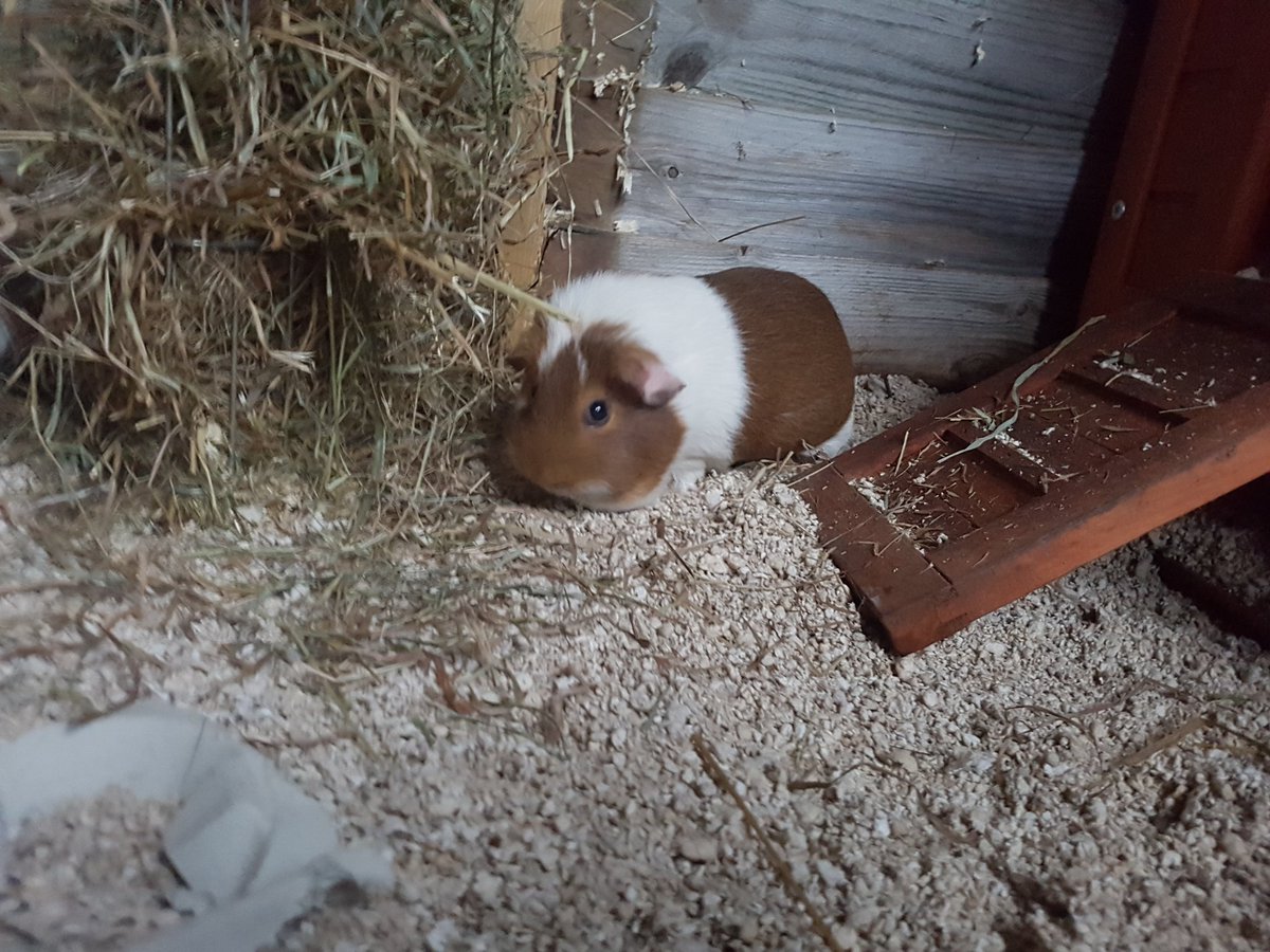 windmillfarm88's tweet photo. Im liking the megazorb and I think the girls are too 😍🐹 https://t.co/q5aZZALU6Y