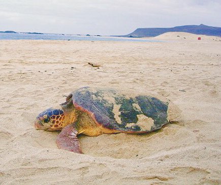 carettaalavista's tweet photo. Aquí https://t.co/U30UKM2gvm podeis ver los avistamientos de nidificación de tortugas marinas 🐢 🌊 producidos en España. Si puedes aportar información, contacta con nosotros.@carettaalavista
@FECYT_Ciencia @uvic_ucc @mapamagob @UDivulga @herpetologica @FaunaMarinaCat https://t.co/TLiopqnyKw