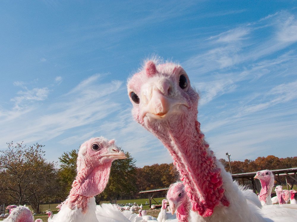 Ripleys's tweet image. 20% of US turkeys produced in a year are consumed on #Thanksgiving Day.