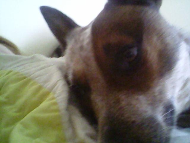 ZanoniAshley's tweet photo. @wwwbigbaldhead Dood! I have a "Mad Max" dog & you totally need one! I can hook you up with a puppy right now! #cattledogsrule #lovemyacd #rubythewondermutt https://t.co/GBuQuYe1vV