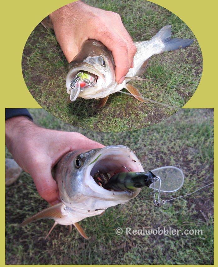 RealwobblerLure's tweet photo. #Asp caught while river-testing and hand-tuning the first few #Realwobbler Retro Striped Lures. New video on Friday!
#fishing #aspfishing #aspius #retrolures #lures #customlures #handmadelures #woodenlures #crankbait #angeln #rapfen #kunstköder #wobbler #pesca #воблер #распер https://t.co/h24chdJpnT