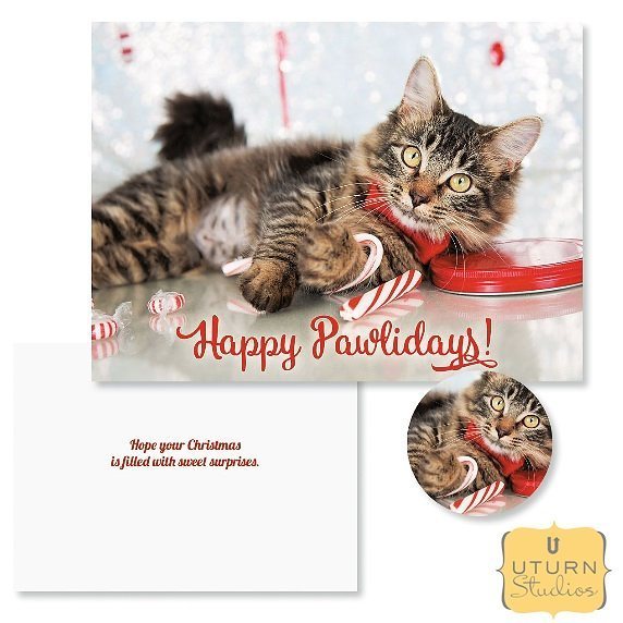 It's almost #ChristmasCard time! Check out these adorable new "Happy Pawlidays" cards from @current_catalog and <a href="/uturnstudios/">uturnstudios</a>!

#happyholidays #catsofinstagram #petphotography #artlicensing #uturnstudios #currentcatalog #paintedplanet ift.tt/2hVGyHN