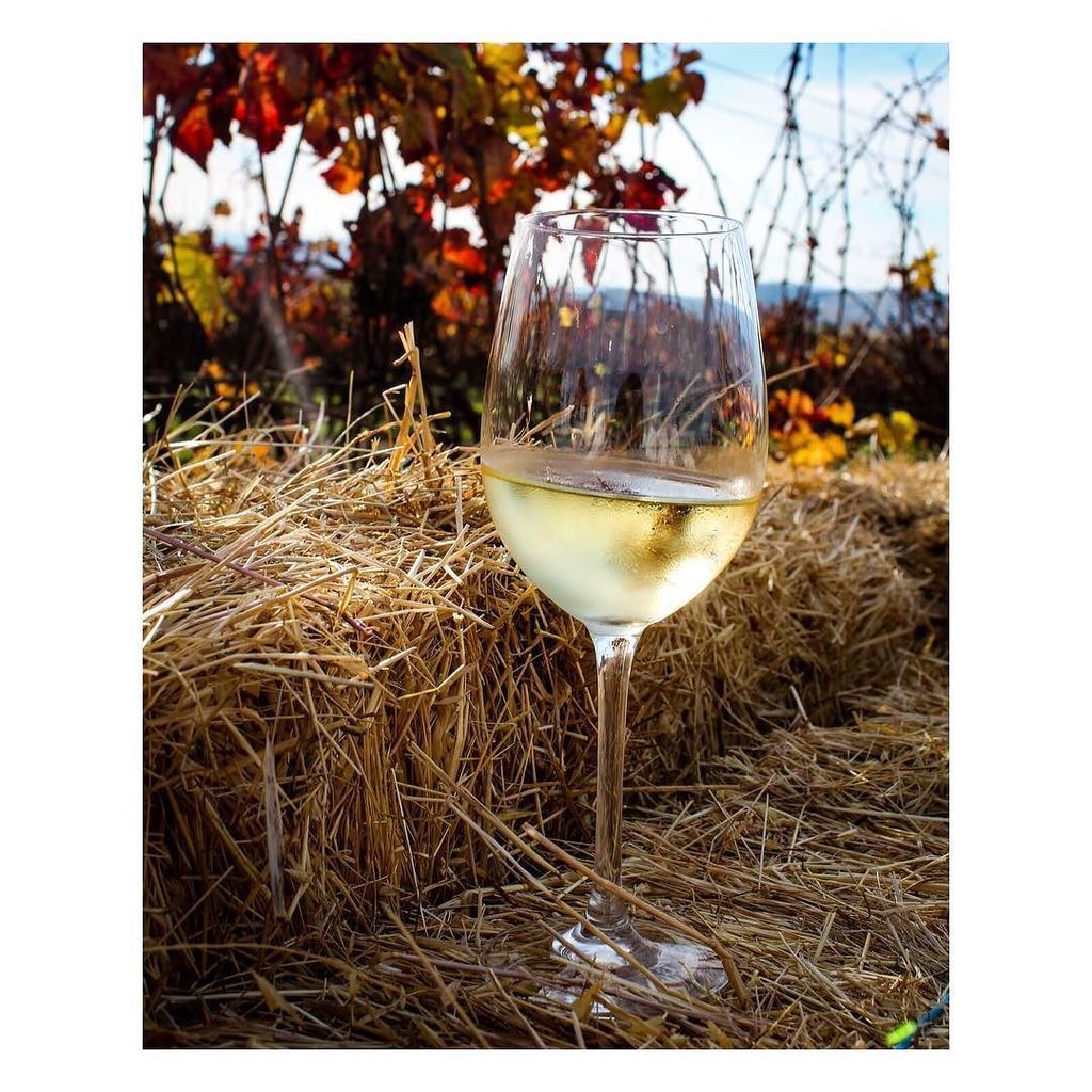 natdelarose's tweet photo. Wine-country-rustic-chic en Napa. .
.
.
#napavalley #california #winecountry #winestagram #instawine #vineyard #vino #vinoblanco #travel #travelblogger #traveling #viajes #visitcalifornia #california #explorecalifornia #huntgrammexico #huntgram #nothingi… https://t.co/W8uefPWvK8 https://t.co/6aHuitgSR3
