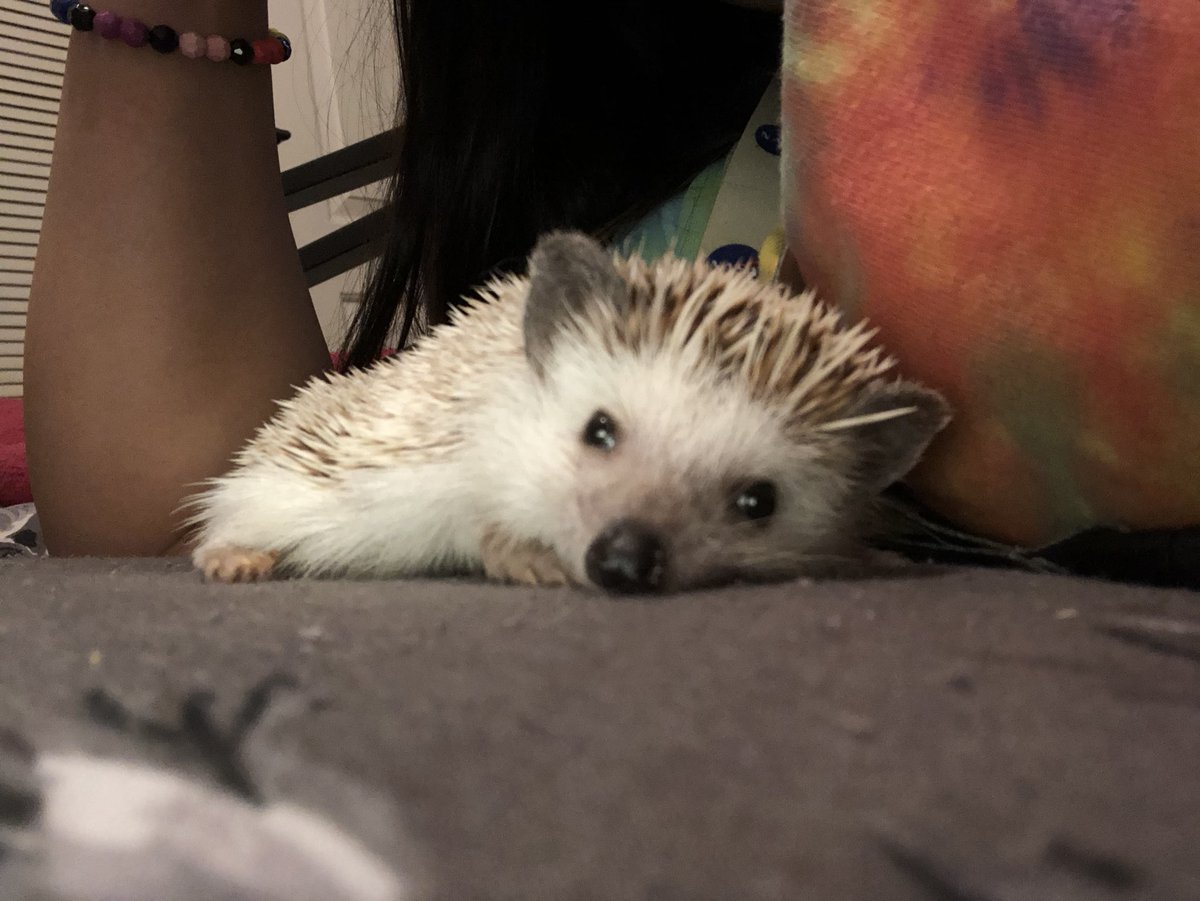 ⭕️ CIRCLES 1.17 ⭕️ tweet media