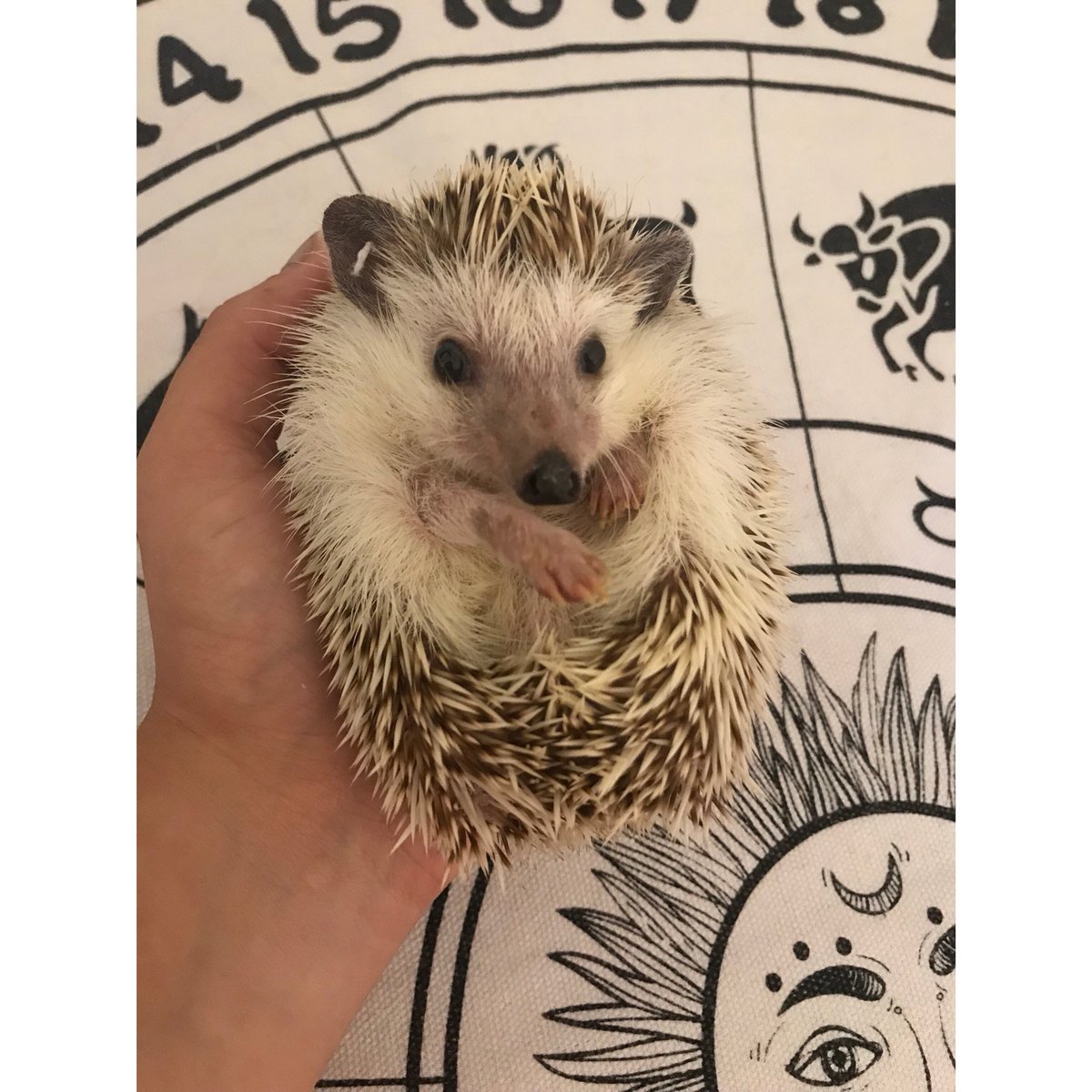 ⭕️ CIRCLES 1.17 ⭕️ tweet media