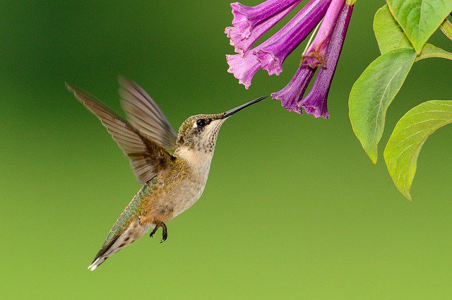 r2rnow's tweet photo. (134/150) The Altshuler lab from @UBC studies mechanisms of #flight in nature, including the super fast #hummingbird https://t.co/Lk0xdl1TqD #Canada150 #150scientists https://t.co/suIXUte2pv
