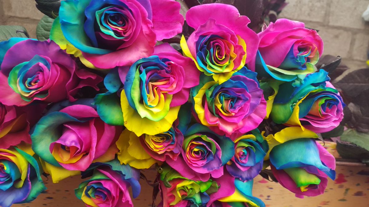 JD_Roses's tweet photo. Nuestras #rosas naturales y rosas tinturadas, te están esperando. Si quieres tenerlas en tu #Floristería. No dudes en contactar con nosotros, las importamos directamente a Barcelona para que puedas disfrutar de ellas como el primer día. ✈️💐🌹

#roses #rose #rainbow https://t.co/NtA4uS4LpI