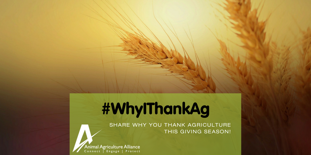 animalag's tweet photo. Share why you thank agriculture with #WhyIThankAg then we'll turn the tables and have Ag share why they thank consumers with #AgThanksYou on November 30! https://t.co/KzpI10w8Q7