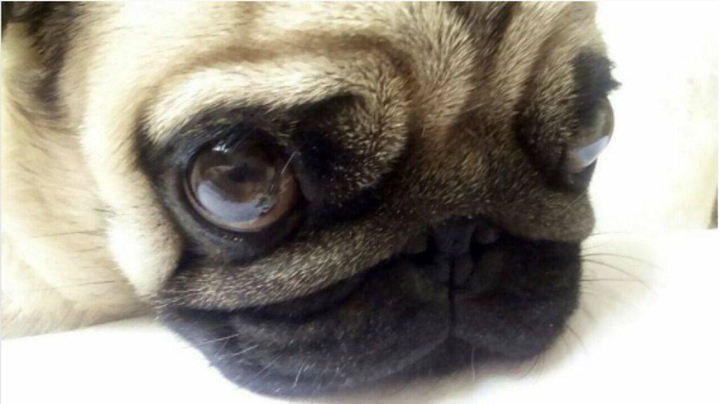 JoinThePugs's tweet photo. 💞Check out @molly_deja_poo_the_pugcess! 💞Too darn cute!⠀
...⠀
"It's hard to be cute all the time."⠀
...⠀
#pug #mopsz #dog #cute #love #bigeyes #tired #longweekend #rainyday #pugsofinstagram #puglovers #pugmania #pugsoftheday #pugsnotdrugs #dogsof… https://t.co/W9Ik8BTghA https://t.co/L2yifGHOMU