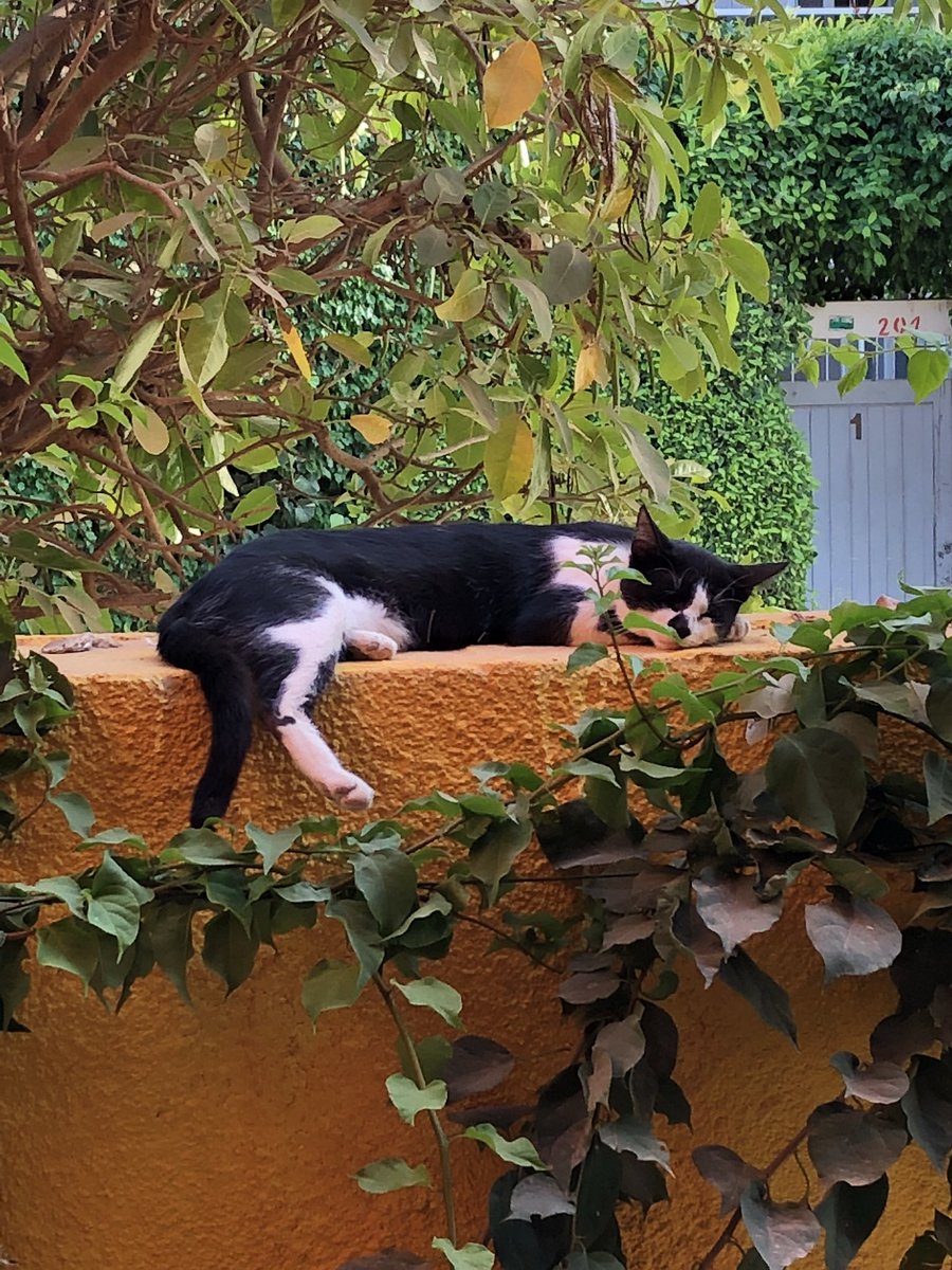 StNero's tweet photo. @kirstiecat Dakar cat! I found this kitty sleeping on the wall of the house we are staying in. https://t.co/ujAdsbJD5A