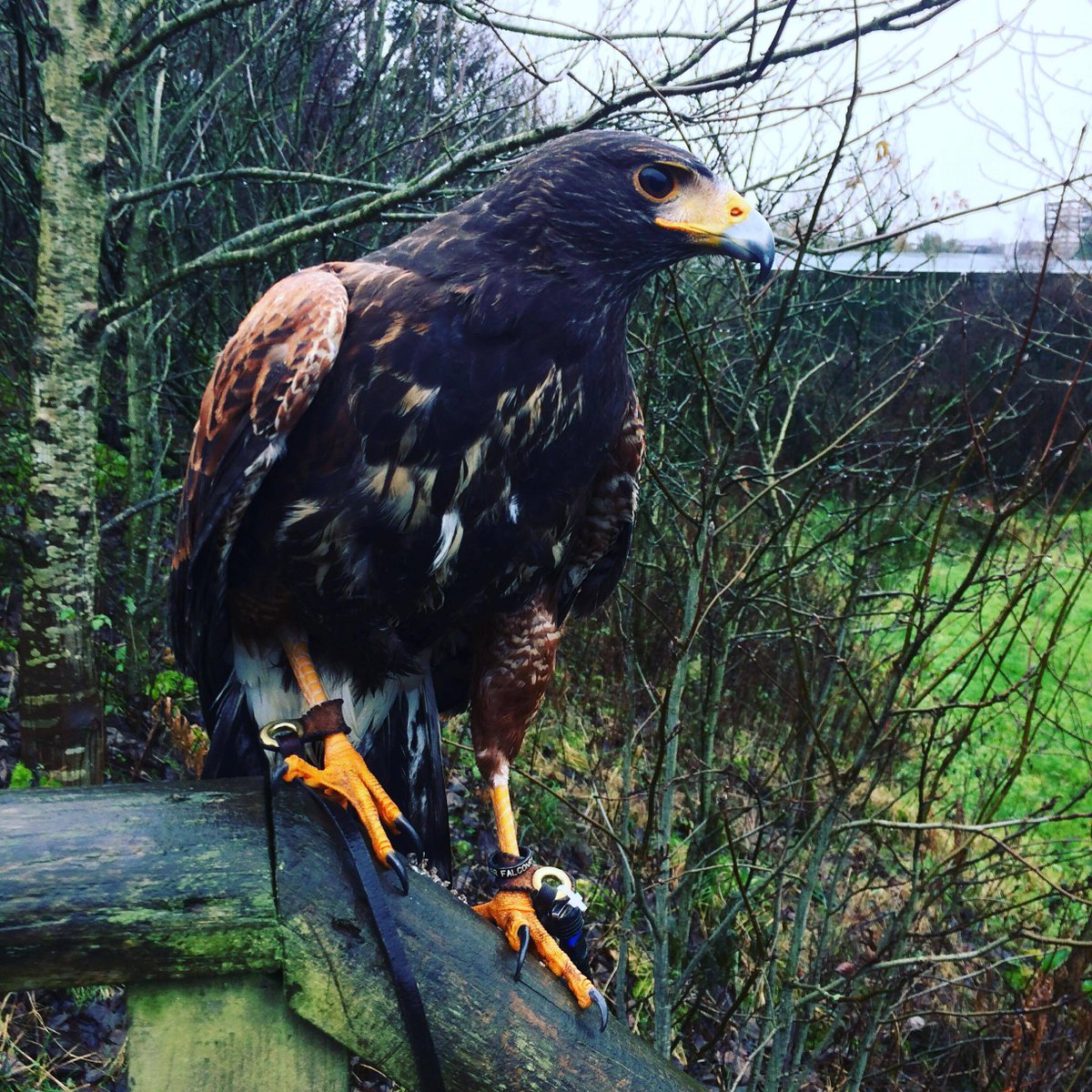 World Of Wings On Twitter Gregor Out For A Fly In The Rain