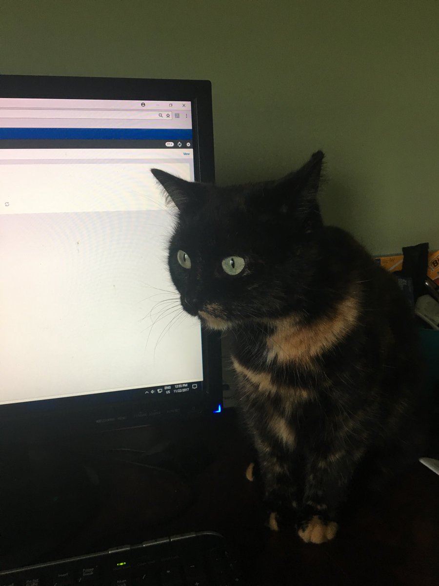 opseu125's tweet photo. Someone thinks she's helping me re-arrange class schedules. #strikecats https://t.co/MyIauWkrqS