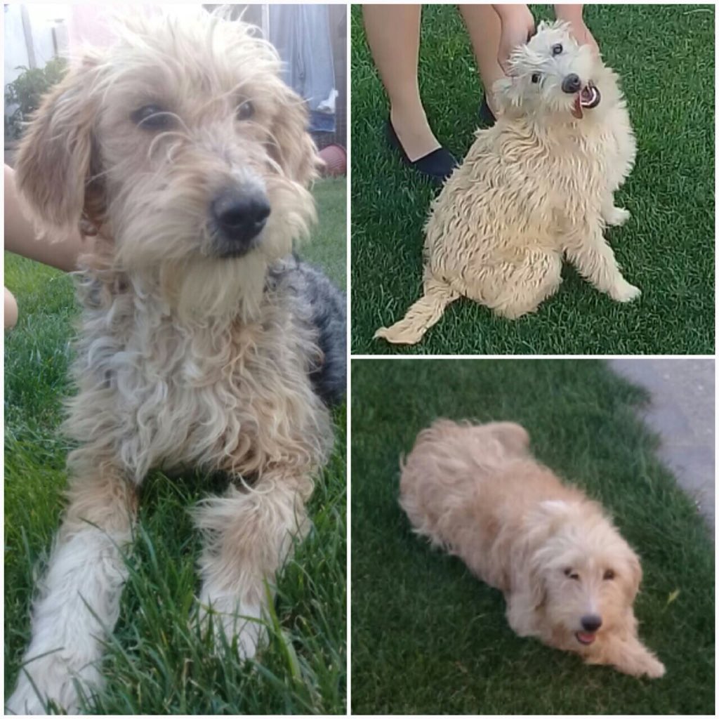 fantonkatomicic's tweet photo. se regalan estas tres perritas, por falta de espacio. con su saco de comida. cualquiera que quiera una ( o las 3 juntas) me habla por favor🙏🏻💕 y tratenlas con amor, es lo único que les pido<3 @TonkaTP https://t.co/lVXuFDsaHu