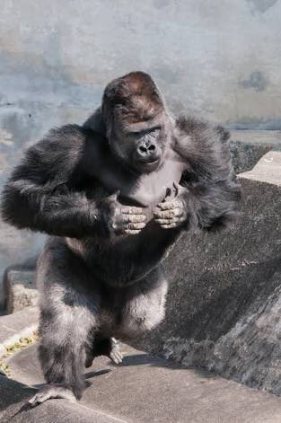 山元環 Kan Yamamoto Twitterissa ココスなう 隣の席で 四つん這いになってもカッコいい人が良いよね て言った後急に ゴリラのドラミングってグーじゃなくて平手なんだよ ポコポコポコポコポコー て口で音真似してる深夜女子がいる 聞いてて楽しい