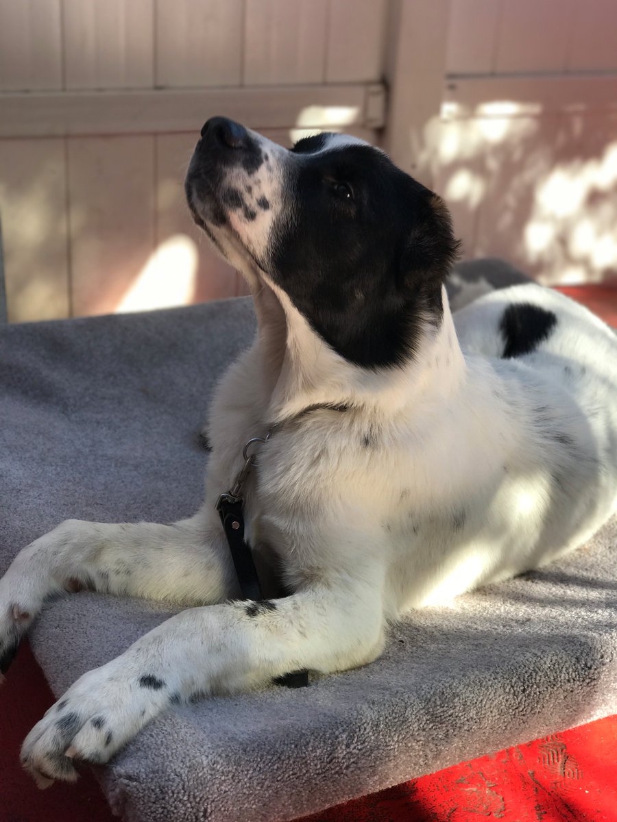 MasterDog22's tweet photo. Baloo 👍😍🐶 Dog Training. 818-290-9411. 
https://t.co/oKD17ObYKf #alabai #dogtraining #puppytraining #alabaipuppy #dogtrainer #obedience #maximbasyro #masterdogtraining #woodlandhills #losangeles #doglovers https://t.co/lgMD1kzNRE
