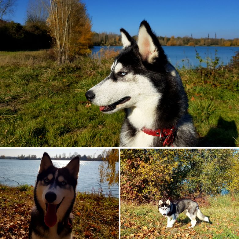 PomskyPassion's tweet photo. Noushka so free...
@elevagepomskypassion
#pomsky #huskypuppies https://t.co/Cfytee67hR
