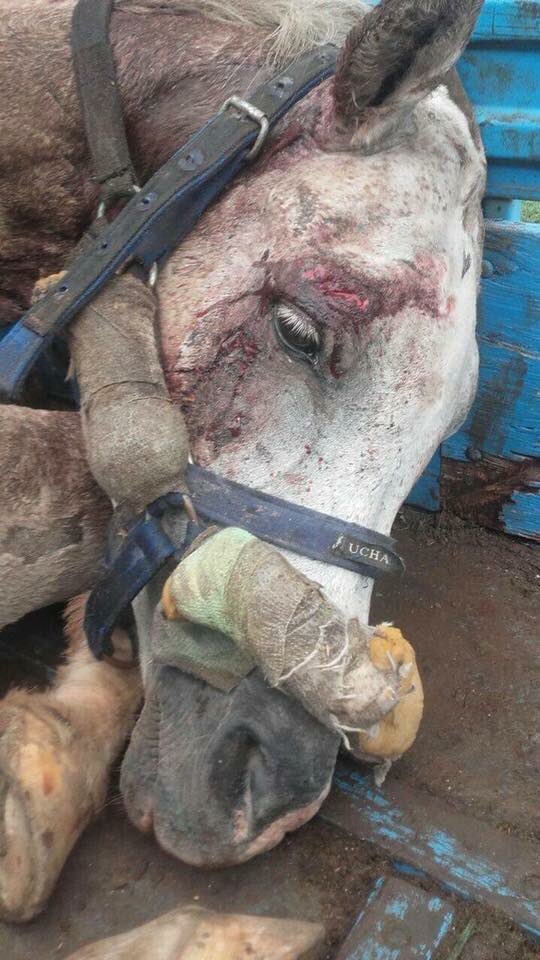 lauvelasco801's tweet photo. Los miembros del Instituto de Derecho Animal @CPACF repudiamos la devolución de los caballos maltratados a sus abusadores por orden de la “Justicia” y estaremos el 24/11 en Quilmes!! https://t.co/iwprqBrPhN… @candetinelli @DrJorgeRizzo @nikitaneumann @gentedederecho https://t.co/mgAgPFOOLn