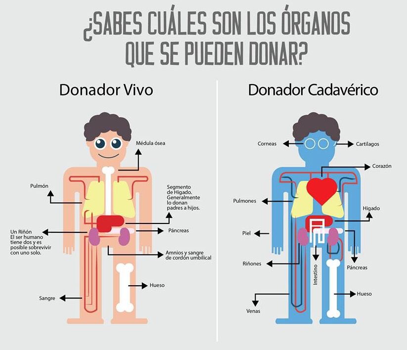 Paulacolleselli's tweet photo. De esta vuelta de vida no nos llevamos nada! Lo que mata es la ignorancia! #DonarOrganosSalvaVidas https://t.co/YQR69VOPcp