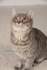 PetCuriousPets's tweet photo. https://t.co/Ii4wAIVdVy

#CatsForAdoption #PetCurious #PetsForAdoption #AnimalsForAdoption #ShelterPets #ShelterAnimals https://t.co/2QYbLksIs6