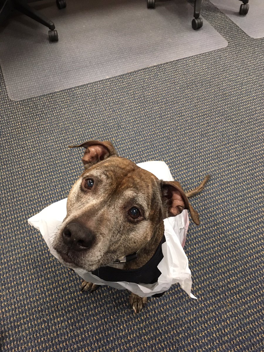 Vanestigates's tweet photo. Bruce and his trash bag rain coat might be the cutest thing I've seen all day! #nh1news https://t.co/fBJv4hJulZ