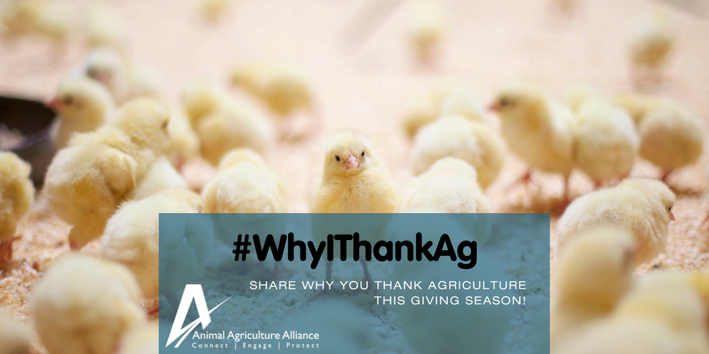animalag's tweet photo. Agriculture is committed to continuous improvement in areas like animal care and sustainability! #WhyIThankAg https://t.co/Dp3w71jclq