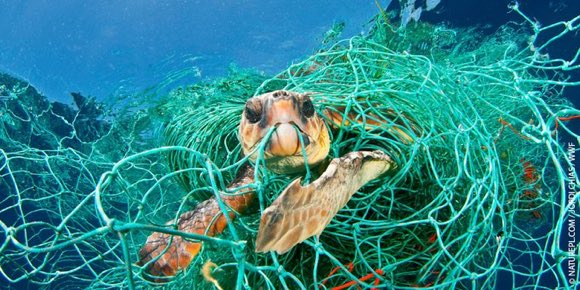 GreenTravelMag's tweet photo. RT @wwf_uk: This is not an image that we should be seeing. RT if you agree that we must protect all ocean life #BluePlanet2 https://t.co/veRK1UYGku