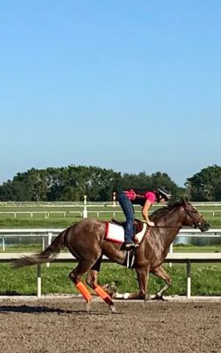 TropicalRacing's tweet photo. Crime Dog βοΈ .. coming soon from Tropical Racing ππ₯..
#tropicalracing #crimedog #racing #thoroughbred #horseracing #upandcoming #simonracing https://t.co/b0gDY3zQeu