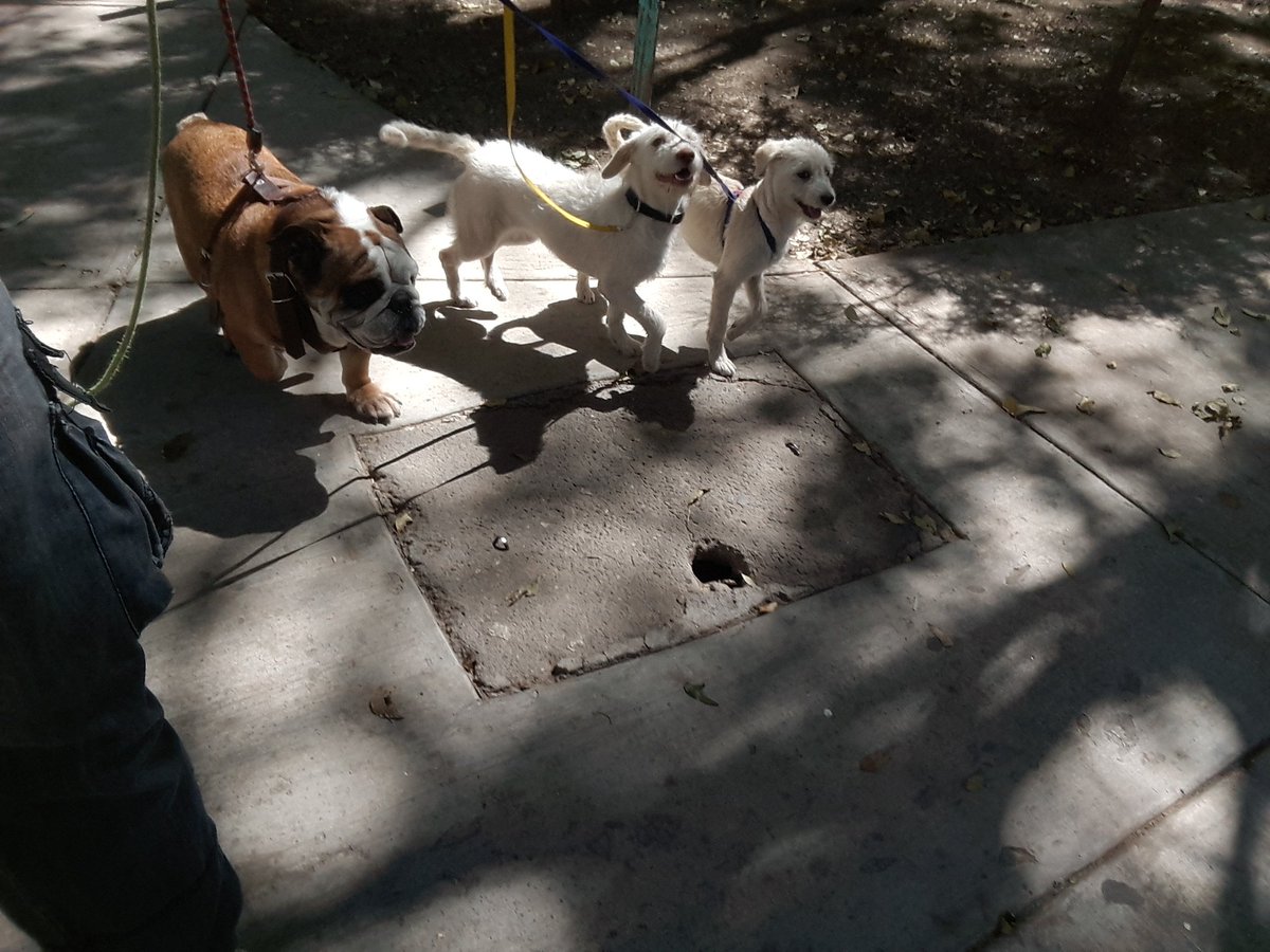 MKyonargoS's tweet photo. Pasea, juega y aprende. Pensión canina.#reservación  #pensióncanina @InsurgentesSur @InMixcoac @sanjoseinsurgen @InsugenSanBorja @c_insurgentes @LaGuadalupeInn @T_Insurgentes @InsMix2013 @VecinosIM @MixcoacDF @MiMixcoac #pasedorcanino #guarderíacanina #perrosdf #paseadores https://t.co/aZTaIffb53