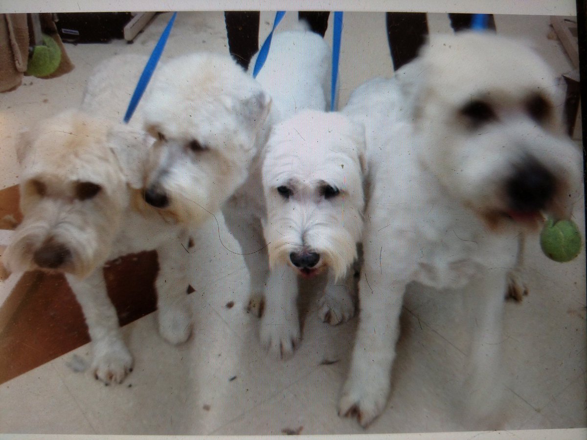 BattagliaJaime's tweet photo. Best PIC we could get but everyone was happy! #terrierweek #petsmartgroomingacademy @KurtD_Salons @Ssmiley231 https://t.co/ztPHp6DwZp