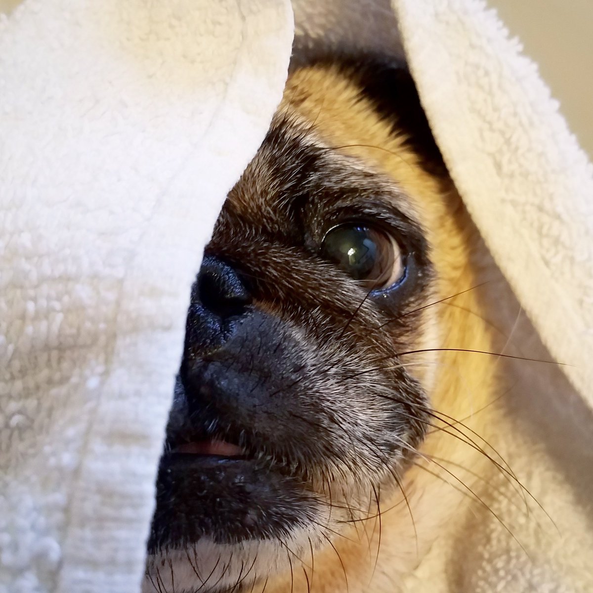 funaek's tweet photo. "Don't you dare try to clean my wrinkle & ears! Nooo!" #bathpug #hidingpug #rosyhatesbathday https://t.co/IGB68izKJE