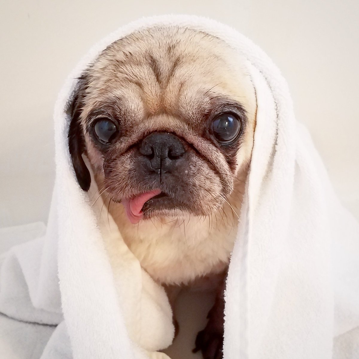 funaek's tweet photo. Sunny's quietly resigned to having her wrinkle & ears manhandled by me after the bath. #bathpug #sunsbuns https://t.co/vNtAaL3lCy