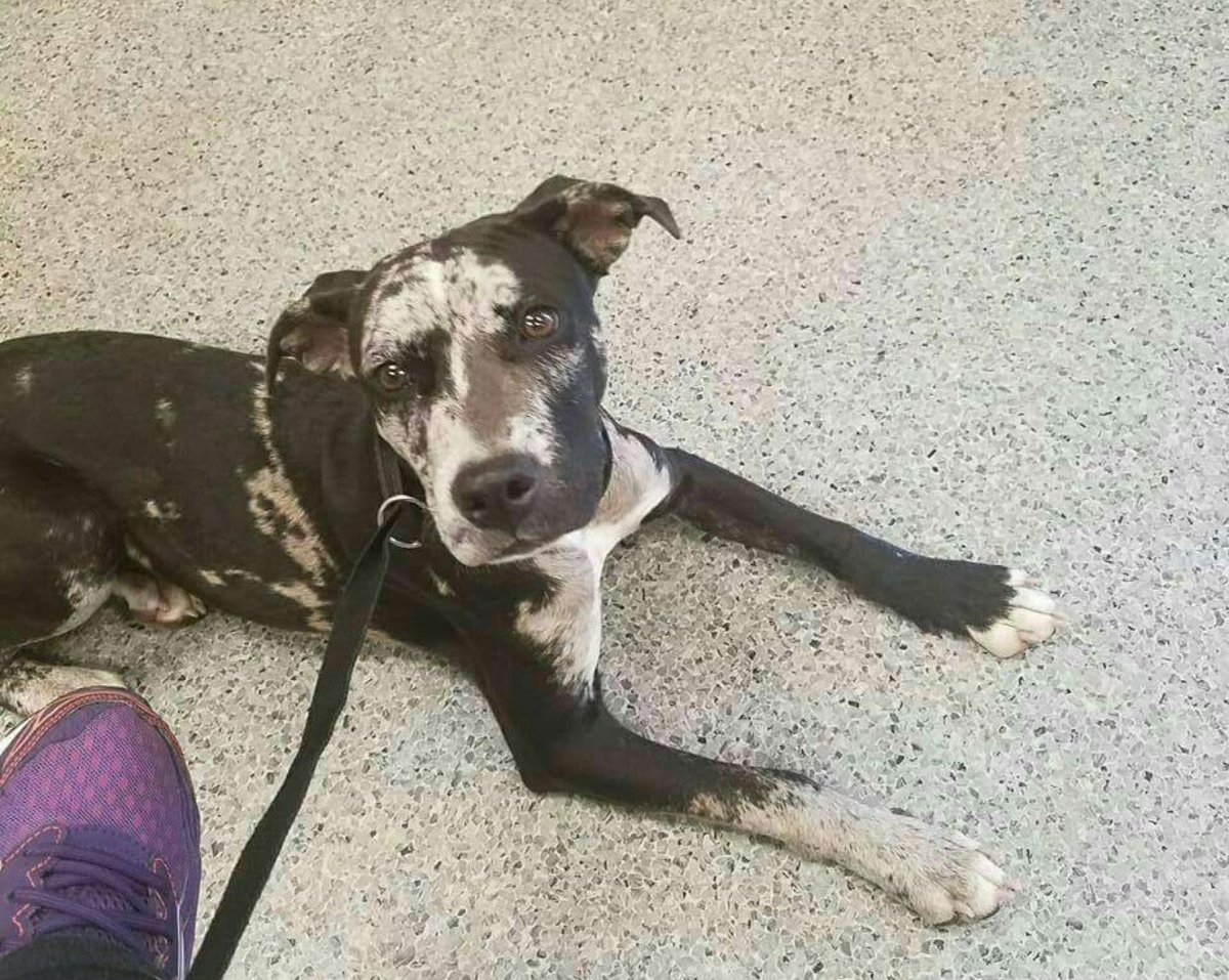 Ava will be up for adoption next week, get your apps in! luckypuprescuesc.com #adoptdontshop #rescuedogsrock #yeahthatgreenville