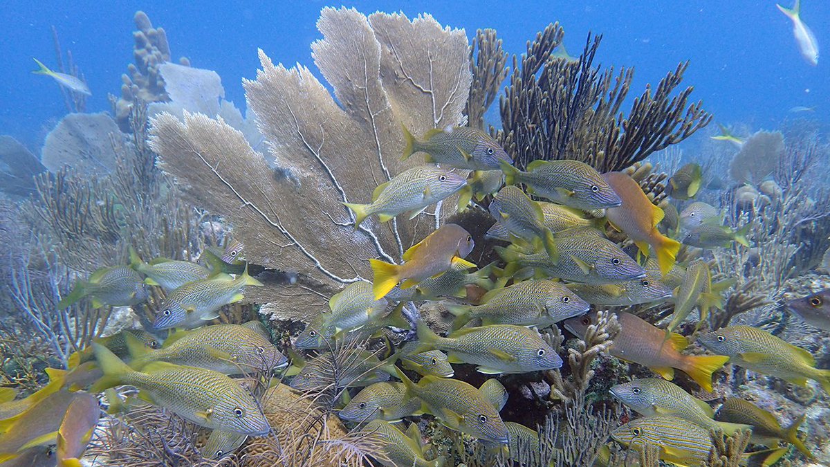 WHOI and Cuban scientists completed an unprecedented joint expedition to study one of the most pristine and unexplored coral reefs in the #Caribbean. #gardensofthequeen bit.ly/2hJz8nb