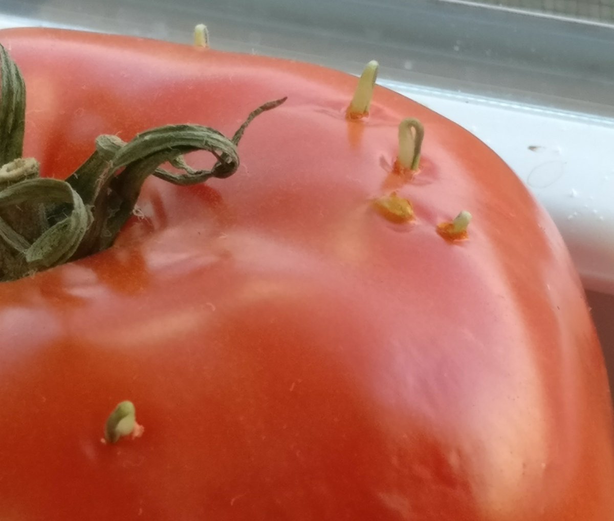 Radass's tweet photo. Didn't know this was possible. These seeds are germinating out of a tomato. #InterestingAF https://t.co/vyDShgvfb5