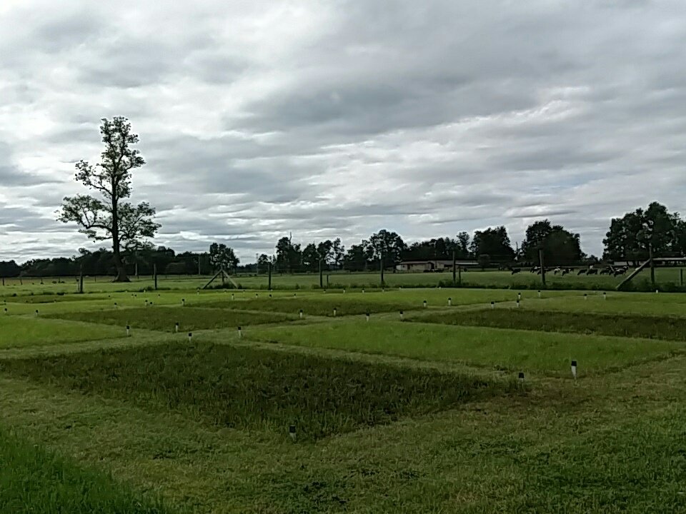 Ensayo de campo de medidas de mitigación para reducir pérdidas por volatilización de amoníaco....olor a..... investigación.....