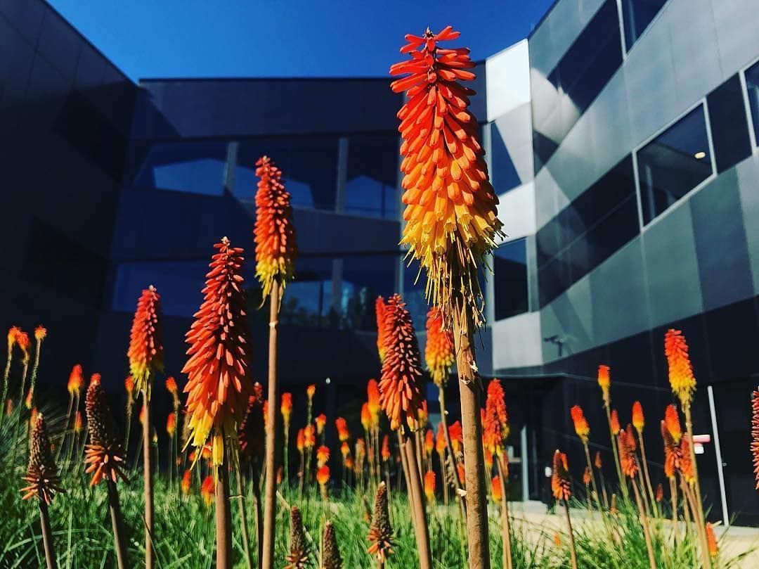 ourANU's tweet photo. 📷 @michihitowanaka #ourANU #studycanberra https://t.co/IdwKJMGyx7 https://t.co/BLrQ8bSYhp