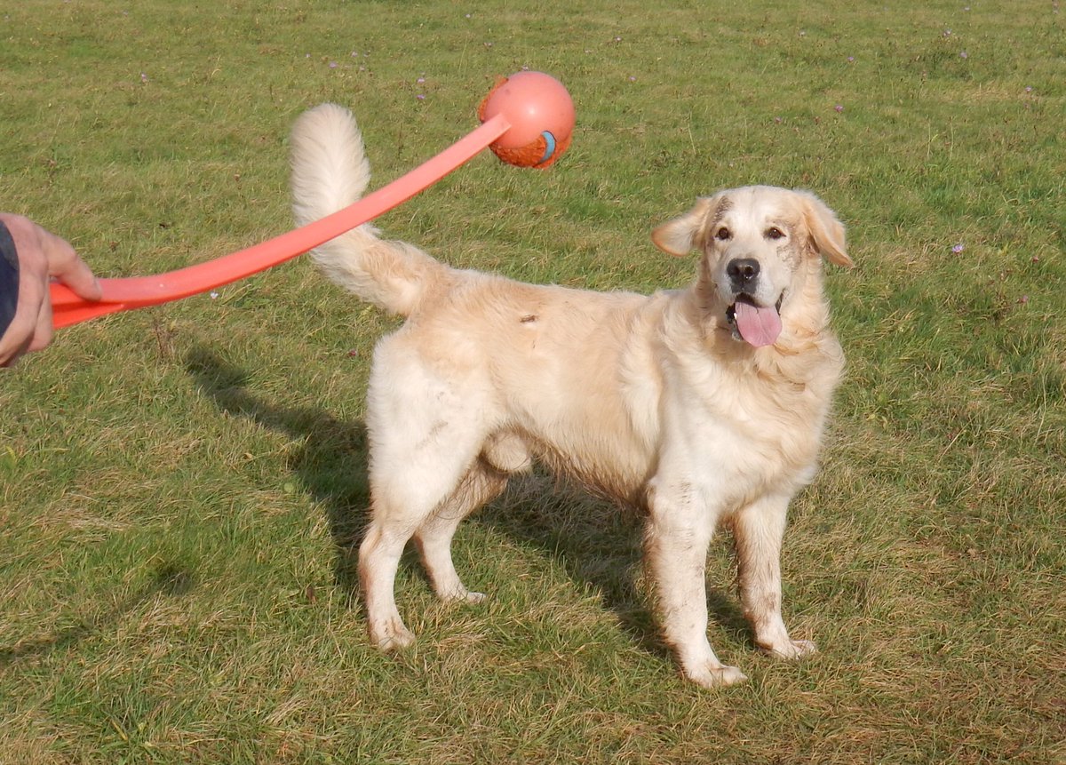 FinnFifth's tweet image. I love my Chuckit ball, and it was so windy today it went for MILES! 💨💨💨💨💨💨💨💨