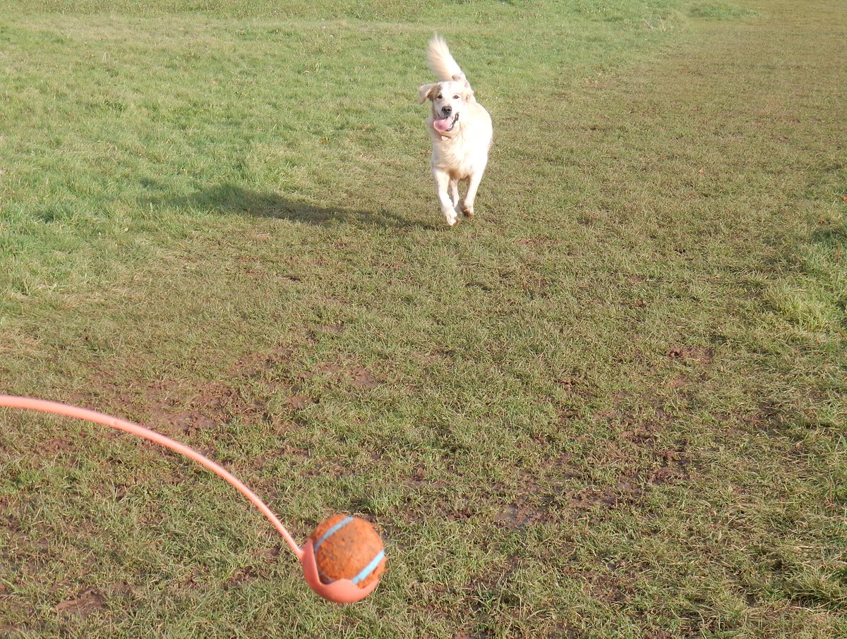 FinnFifth's tweet image. I love my Chuckit ball, and it was so windy today it went for MILES! 💨💨💨💨💨💨💨💨