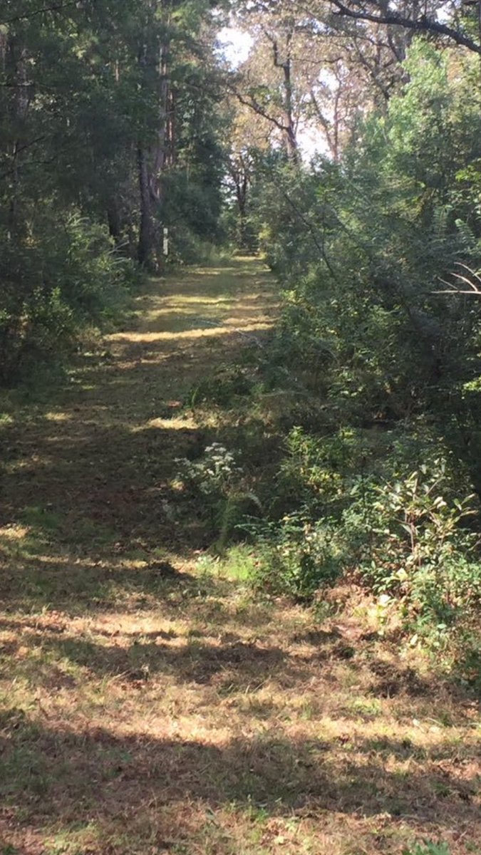 fincollector's tweet photo. Heading to the woods! https://t.co/RlRkz1Mh91