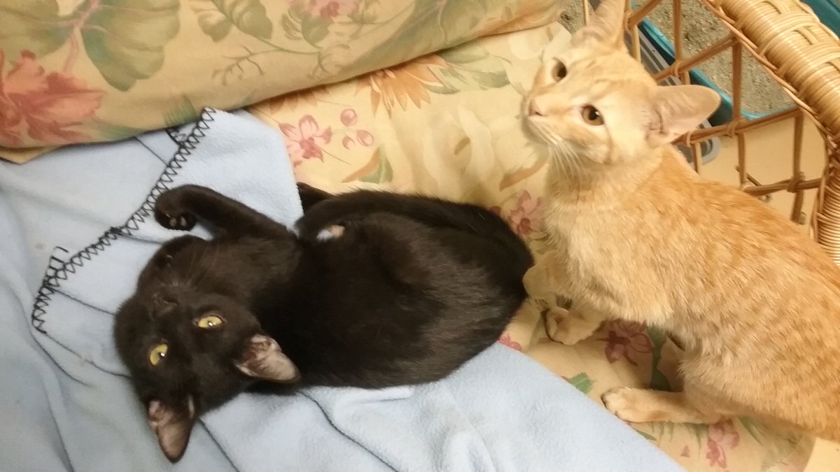 AAFPets's tweet image. Sponsors will match donations on LightTheShelter.com THIS TUESDAY - doubling your impact! #GivingTuesday #Sharingiscaring