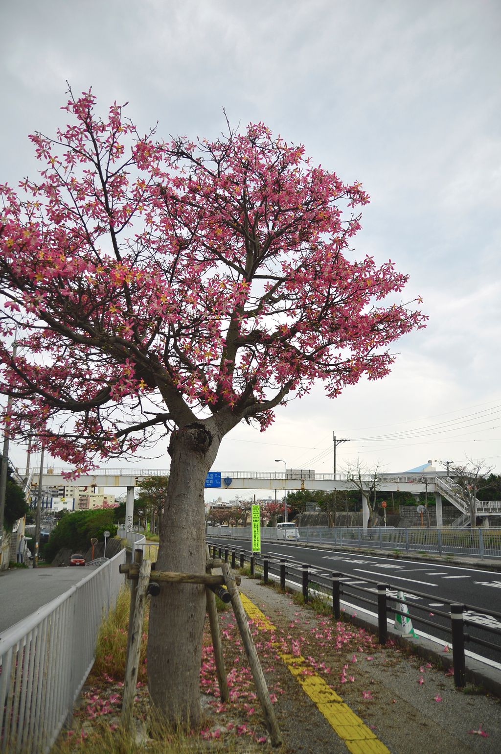 Honda Cars 沖縄 美ら花だより トックリキワタ 今 トックリキワタの花が満開 ピンクいろの美しい花です 木の形はトックリのような形です 沖縄のあちこちで咲いています O トックリキワタぜひ撮影して投稿してみてくださいね