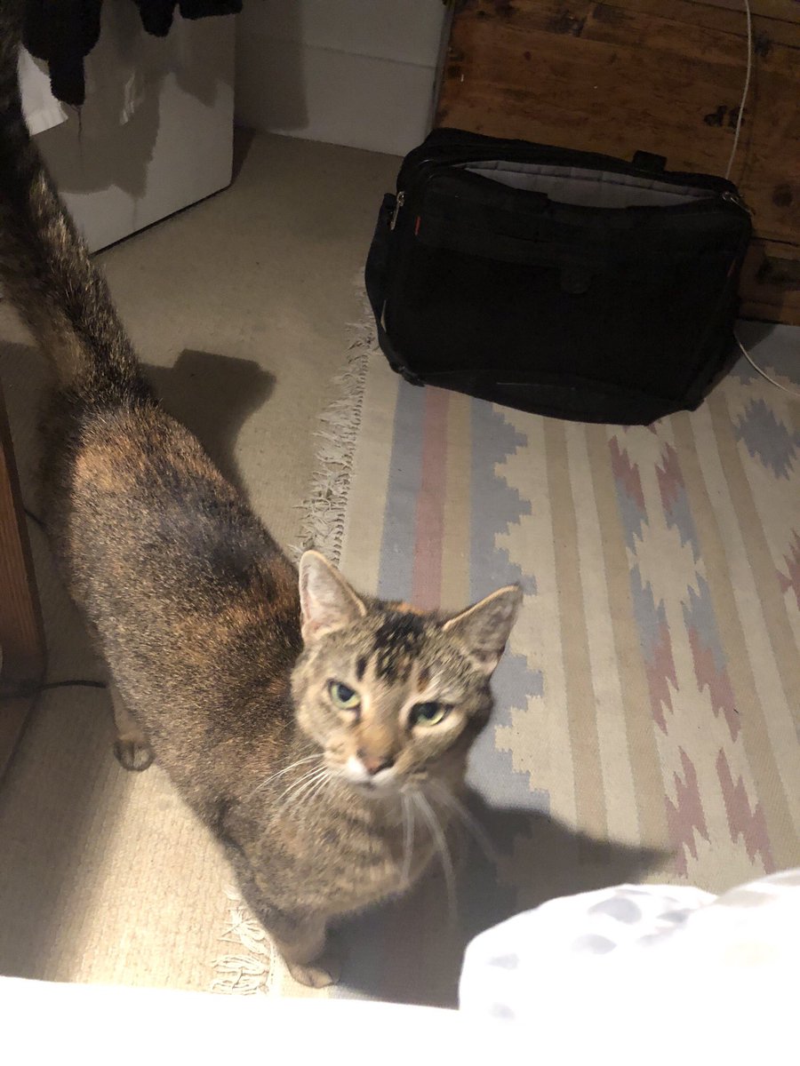 kevinddaly's tweet photo. Bedtime Story: A Play in Three Acts #cats #secondperformance https://t.co/zVtEi3RThm