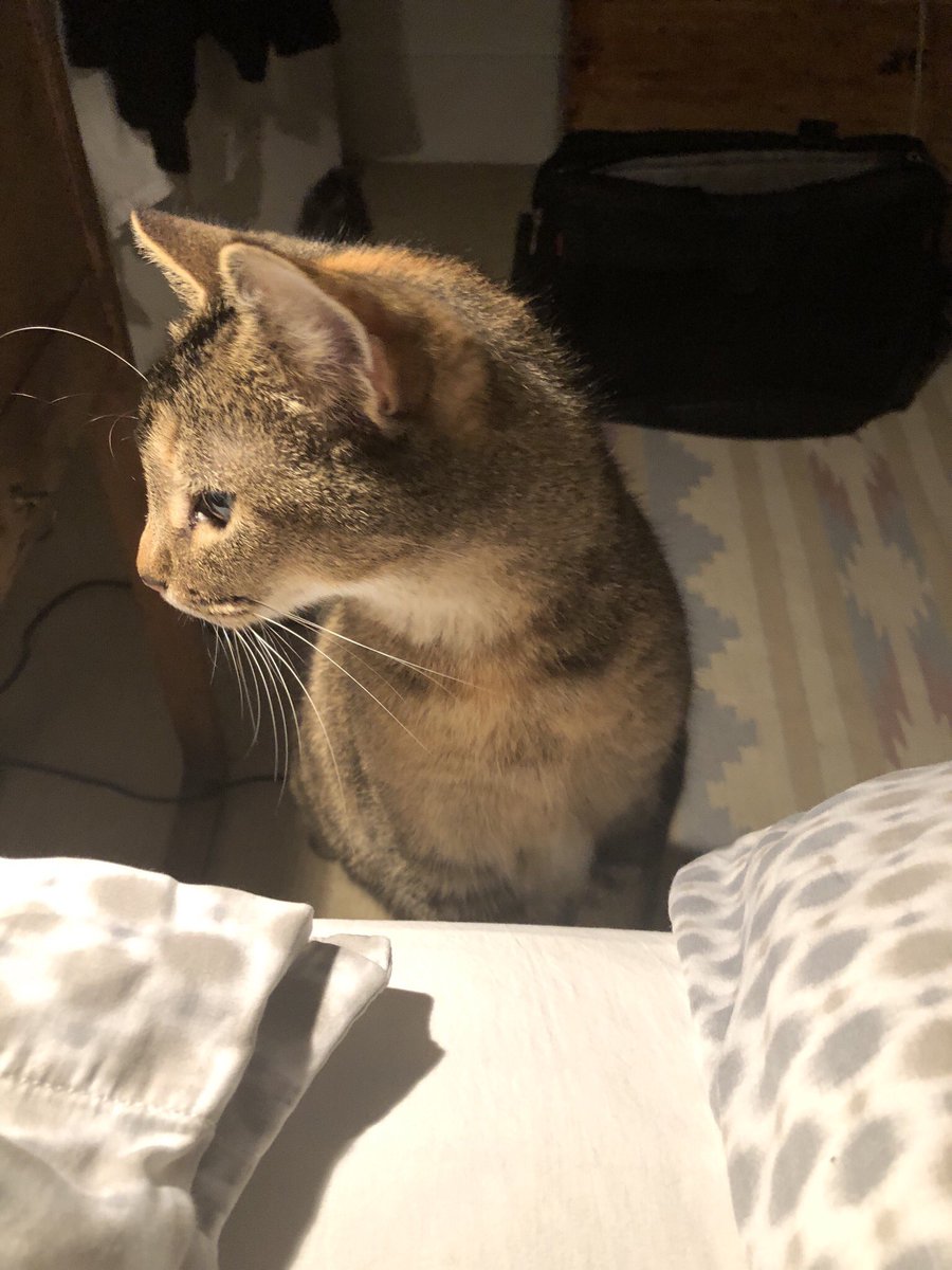 kevinddaly's tweet photo. Bedtime Story: A Play in Three Acts #cats #secondperformance https://t.co/zVtEi3RThm
