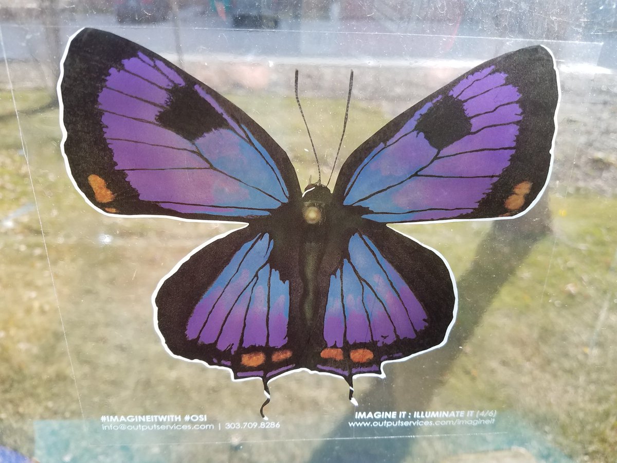 phatherphoton's tweet photo. @OutputServices: it's so nice today my butterfly window cling wants to be out there! #ImagineItWith #OSI https://t.co/ovm5iseAzJ