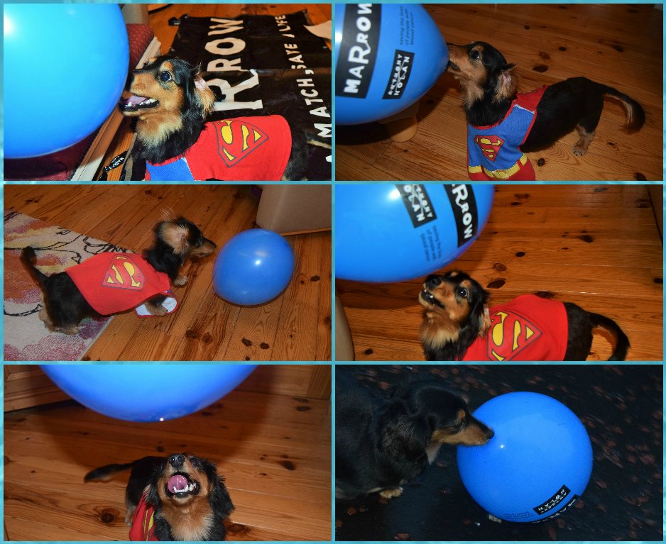 BelfastMarrow's tweet photo. Thanks so much again for all the fantastic support during #HeroWeek so far
It's making us as happy as Marrow balloons make our littlest helper, Freddie
#MarrowDogs https://t.co/v13qoVkdZH