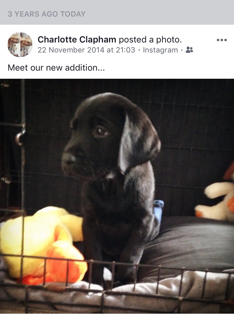 CharlClapham's tweet photo. He looks so cute &amp; innocent.... 3 years ago today we met our little Harls💛 @Mr_Tom_Davies https://t.co/PveFZb4myr